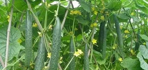 增加黄瓜产量需要注意的田间种植管理技巧有哪些？ | 生活妙招