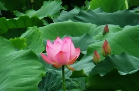 荷花什么季节开花,荷花春天开还是夏天开?说详细点？