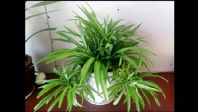 吊兰的养殖方法和注意事项,花吊兰的养殖方法和注意事项？