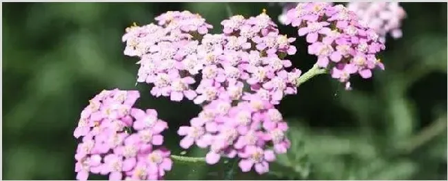蜂室花怎么播种 | 三农知识