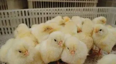 怎么挑选蛋鸡苗 | 妙招大全