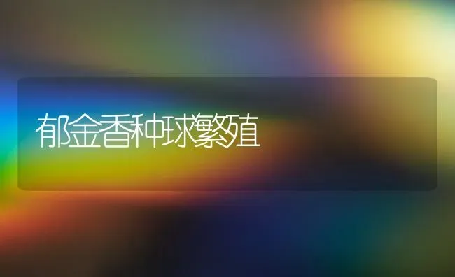 郁金香种球繁殖 | 养殖知识