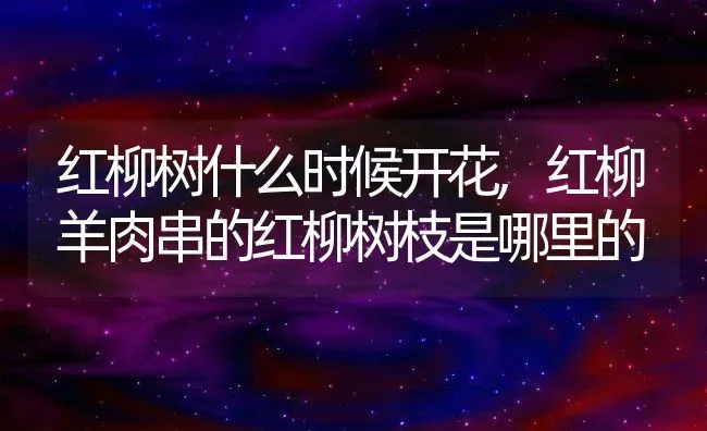 红柳树什么时候开花,红柳羊肉串的红柳树枝是哪里的 | 养殖学堂