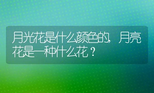 月光花是什么颜色的,月亮花是一种什么花？ | 养殖学堂