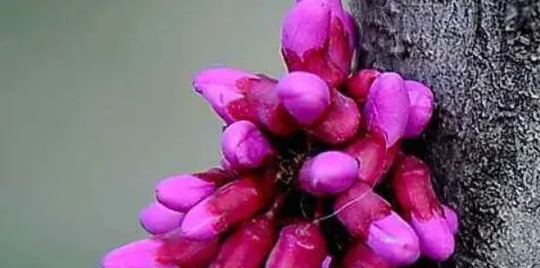 紫荆花树什么季节开花 | 生活妙招