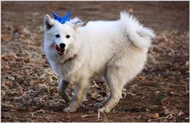 日本狐狸犬多少钱一只？怎么挑选 | 农广天地