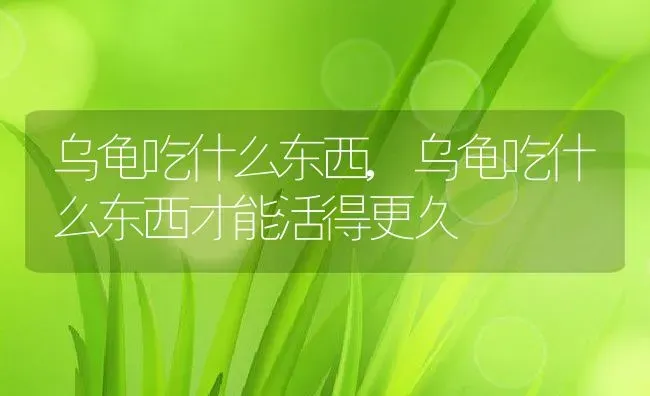 乌龟吃什么东西,乌龟吃什么东西才能活得更久 | 养殖资料