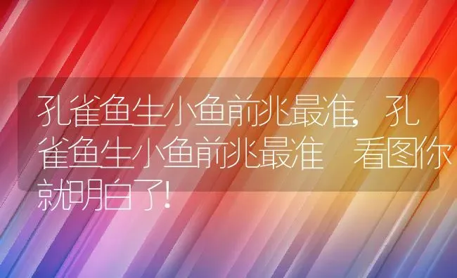 孔雀鱼生小鱼前兆最准,孔雀鱼生小鱼前兆最准 看图你就明白了! | 养殖科普