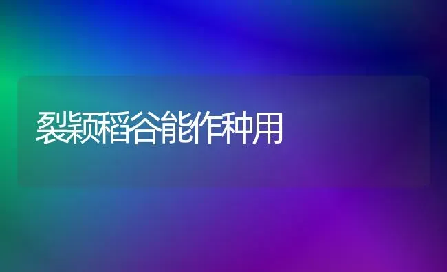 裂颖稻谷能作种用 | 养殖知识