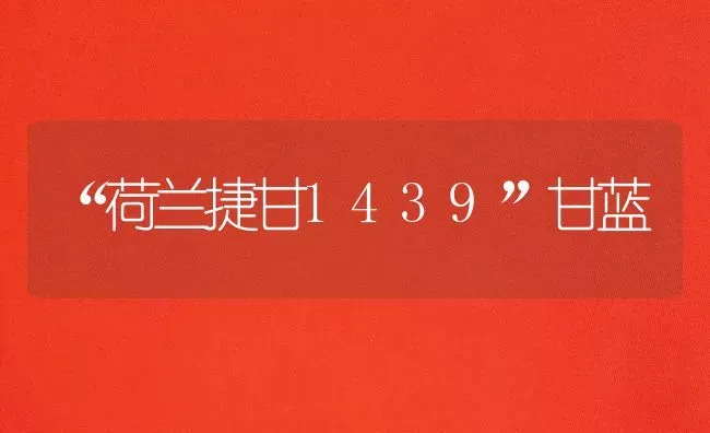 “荷兰捷甘1439”甘蓝 | 养殖知识