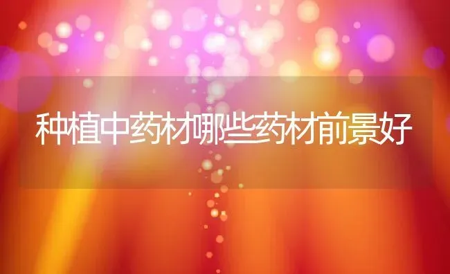 种植中药材哪些药材前景好 | 养殖学堂