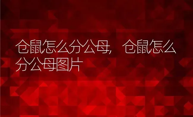 仓鼠怎么分公母,仓鼠怎么分公母图片 | 养殖科普