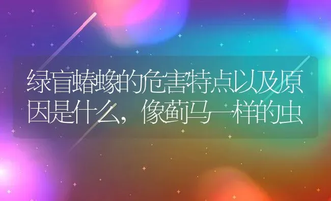 绿盲蝽蟓的危害特点以及原因是什么,像蓟马一样的虫 | 养殖学堂