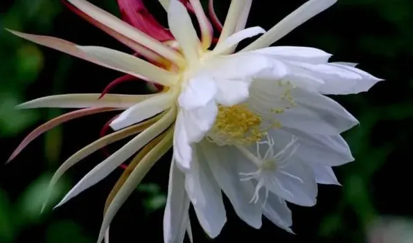 昙花什么时候开花 | 生活常识