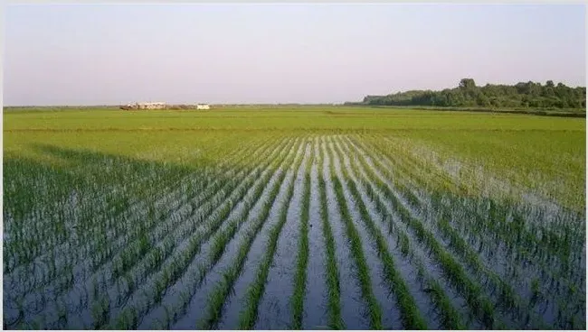 水稻浮肥现象是什么原因导致的 | 生活常识