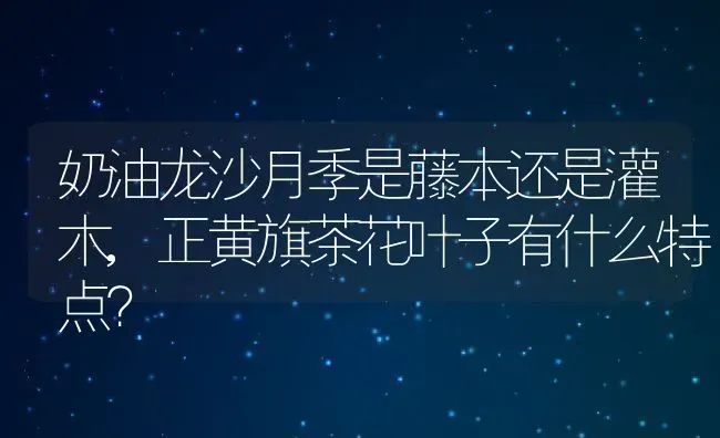 奶油龙沙月季是藤本还是灌木,正黄旗茶花叶子有什么特点？ | 养殖科普