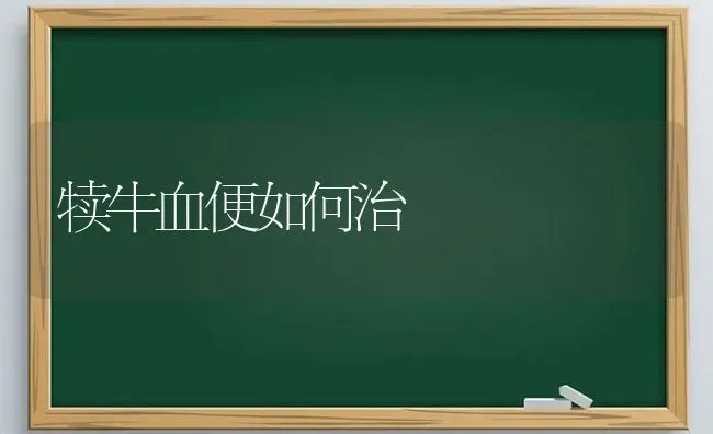 犊牛血便如何治 | 养殖知识