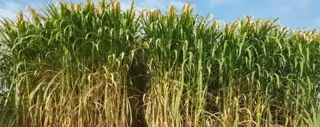 比竹子、甘蔗、皇竹草喂竹鼠更划算的一种粗料：牧草 | 妙招大全