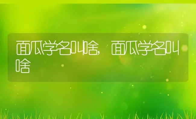 面瓜学名叫啥,面瓜学名叫啥 | 养殖科普