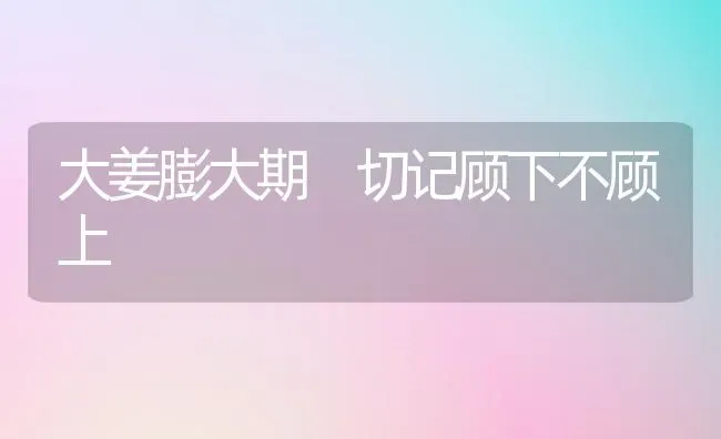 大姜膨大期 切记顾下不顾上 | 养殖技术大全