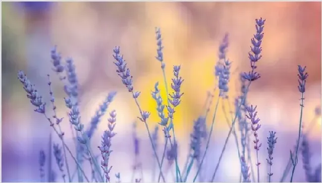 薰衣草什么时候开花 | 妙招大全