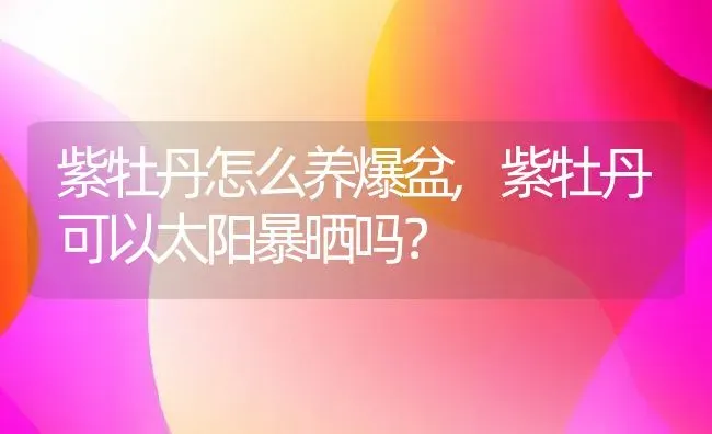 紫牡丹怎么养爆盆,紫牡丹可以太阳暴晒吗？ | 养殖科普