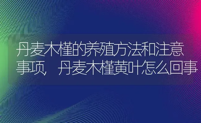 丹麦木槿的养殖方法和注意事项,丹麦木槿黄叶怎么回事 | 养殖学堂