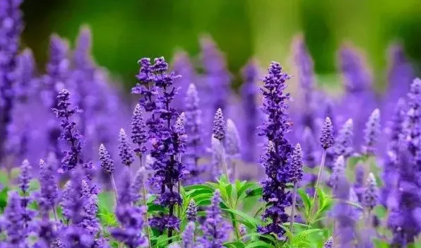 薰衣草什么时候开花 | 妙招大全