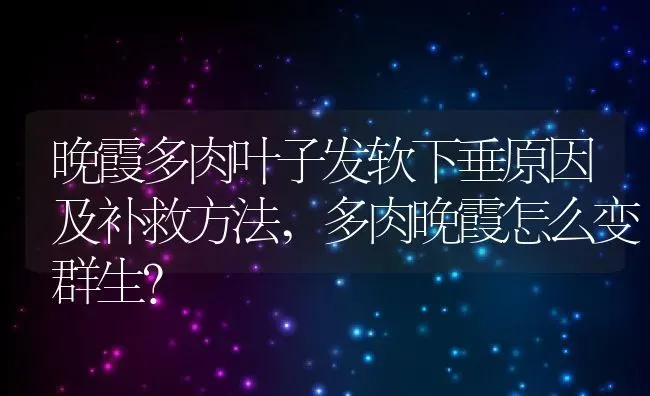 晚霞多肉叶子发软下垂原因及补救方法,多肉晚霞怎么变群生？ | 养殖学堂