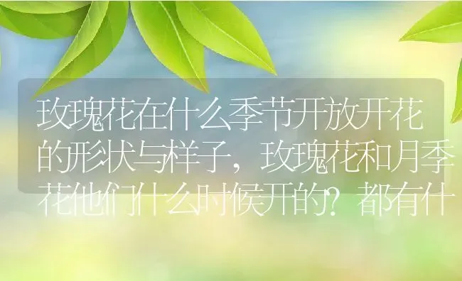 玫瑰花在什么季节开放开花的形状与样子,玫瑰花和月季花他们什么时候开的？都有什么特点？ | 养殖科普