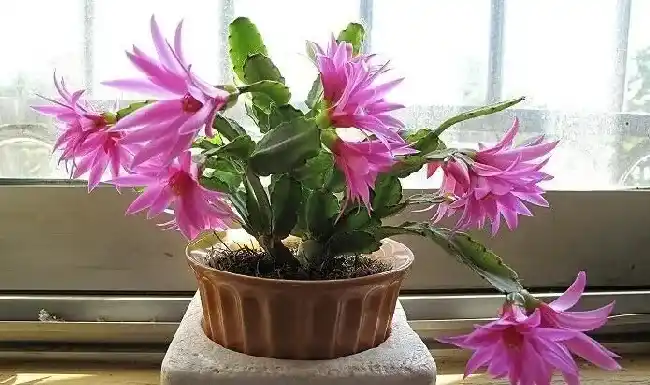 蟹爪兰叶子干瘪发软还能活吗,蟹爪兰叶片干瘪发软？