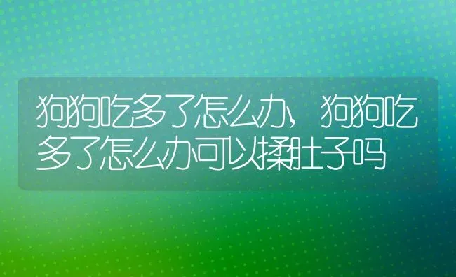 狗狗吃多了怎么办,狗狗吃多了怎么办可以揉肚子吗 | 养殖科普