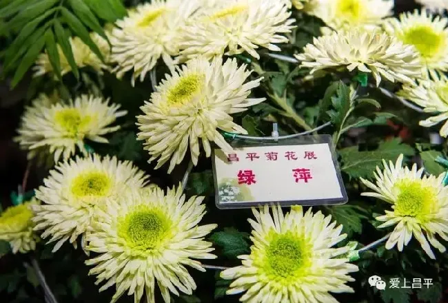 菊花的品种有哪些?,菊花有哪些品种？