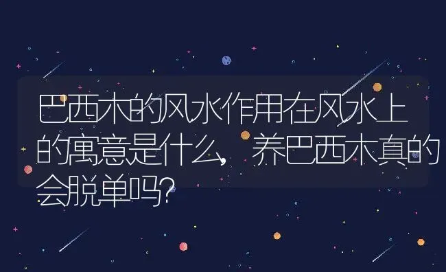 巴西木的风水作用在风水上的寓意是什么,养巴西木真的会脱单吗？ | 养殖科普