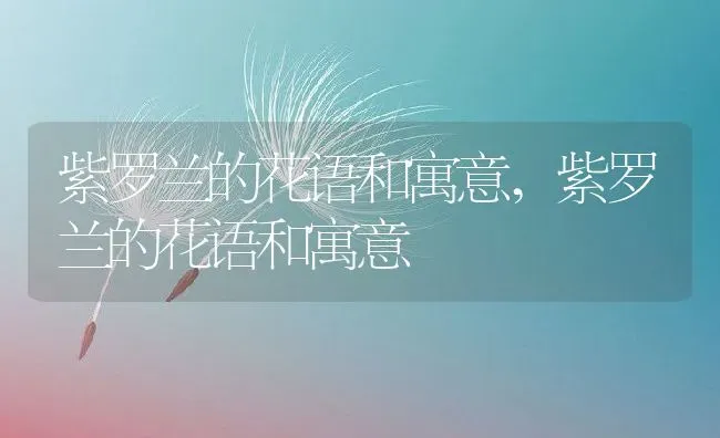 紫罗兰的花语和寓意,紫罗兰的花语和寓意 | 养殖科普