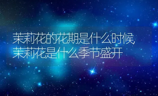 茉莉花的花期是什么时候,茉莉花是什么季节盛开 | 养殖学堂