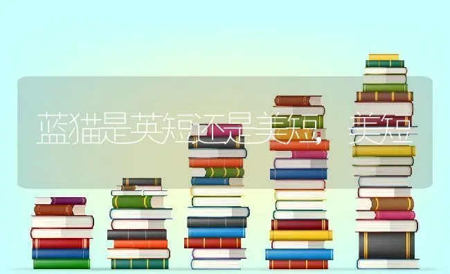 蓝猫是英短还是美短,美短 | 养殖科普