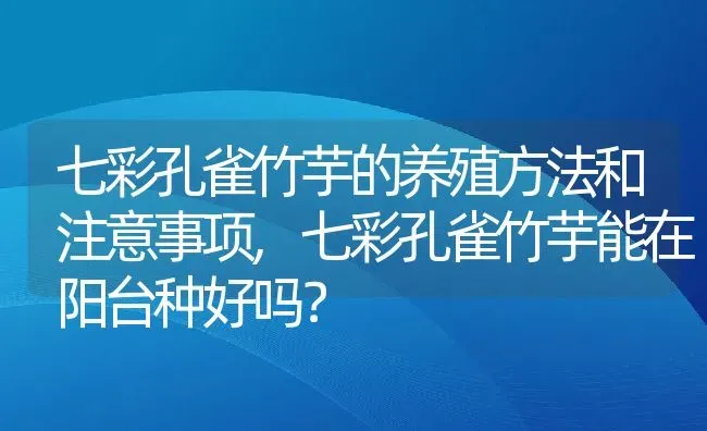 七彩孔雀竹芋的养殖方法和注意事项,七彩孔雀竹芋能在阳台种好吗？ | 养殖科普