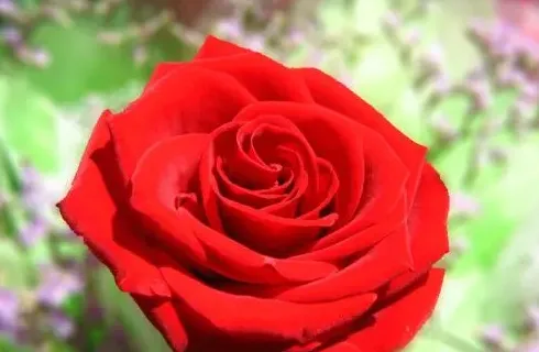 红玫瑰代表什么意思,红玫瑰花语每朵代表什么意思？
