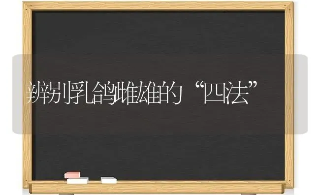 辨别乳鸽雌雄的“四法” | 养殖知识