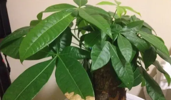 五片叶子的植物 | 常识大全