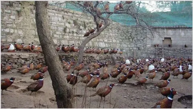 七彩山鸡苗吃什么饲料？养殖管理要点 | 农广天地