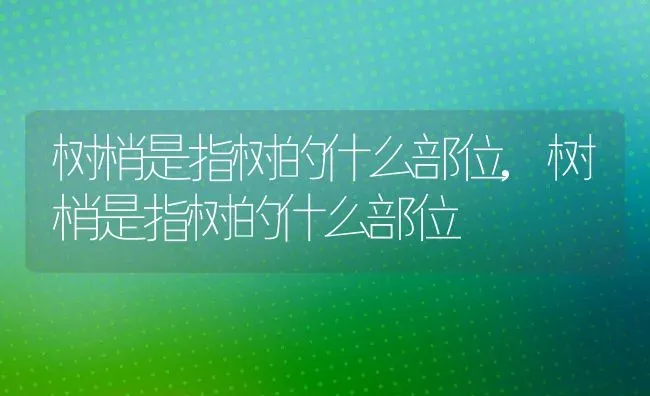 树梢是指树的什么部位,树梢是指树的什么部位 | 养殖科普