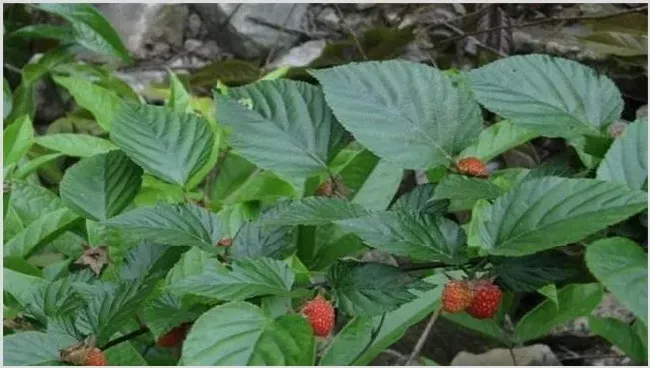 山莓的种植技术要点分析 | 常识大全