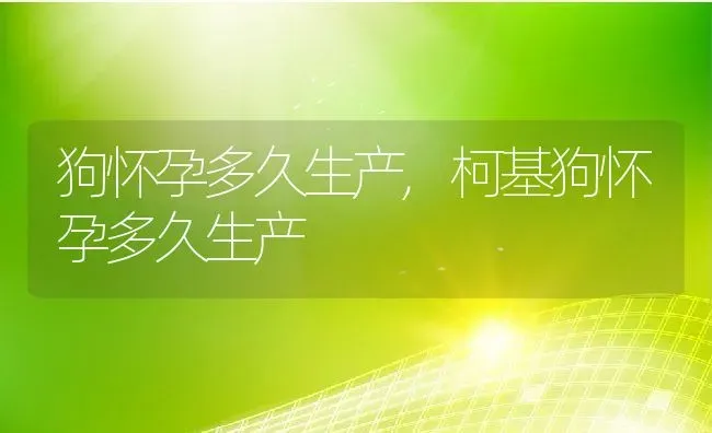 狗怀孕多久生产,柯基狗怀孕多久生产 | 养殖资料