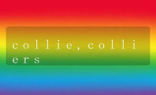 collie,colliers | 养殖科普