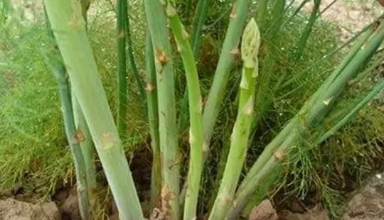 多菌灵可以灌根吗,多菌灵灌根比例？