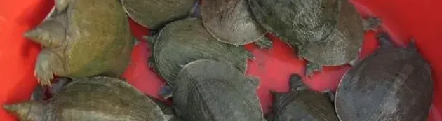 甲鱼买回来怎么养在家的方法,甲鱼怎么养在家？