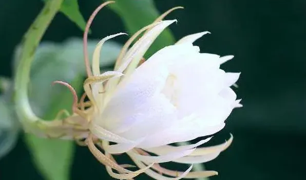 昙花什么时候开花 | 生活常识