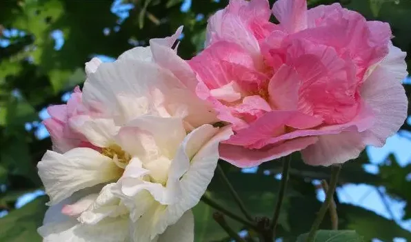 木槿和芙蓉花的区别 | 实用知识